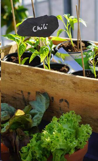 Krydderurter i selvvandingspotter