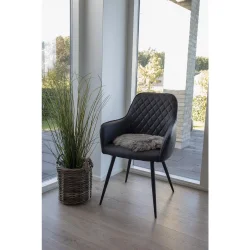 Lammeskindshynde champignon