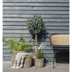 Bogor Kurve - st af 4, natur