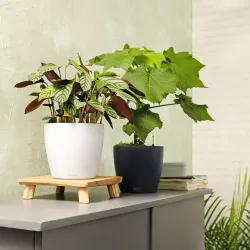 LECHUZA CLASSICO Color Hvid