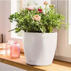 LECHUZA CLASSICO Color Hvid