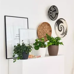 LECHUZA CLASSICO Color Skiffer