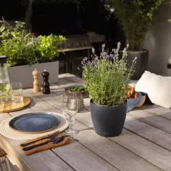 LECHUZA CLASSICO Color Lys gr�