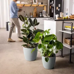 Classico Color Mrk gr, stor