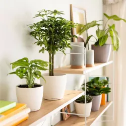 Classico Color Deco - Lind