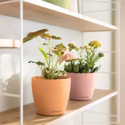 Classico Color Deco - Lind