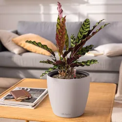 Classico Color LS - Sandbrun