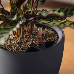 Classico Color LS - Sandbrun