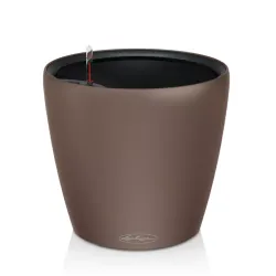 Classico Color LS - Muscat