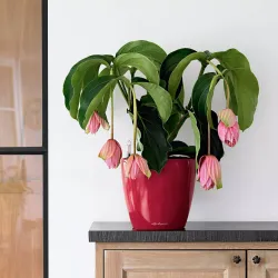 Classico Premium LS Koksgr�