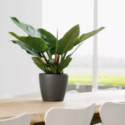 Classico Premium LS Koksgr�