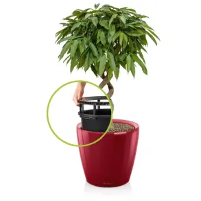 Classico Premium LS R�d