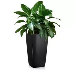 LECHUZA CUBICO Premium sort hjglans