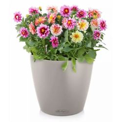 LECHUZA CLASSICO Color Sandbrun