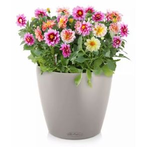 LECHUZA CLASSICO Color Sandbrun