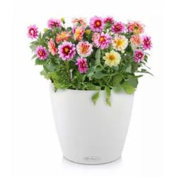 Classico Color Hvid, stor