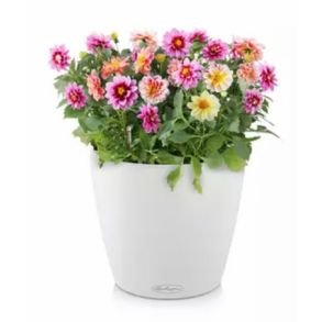 LECHUZA CLASSICO Color Hvid, stor