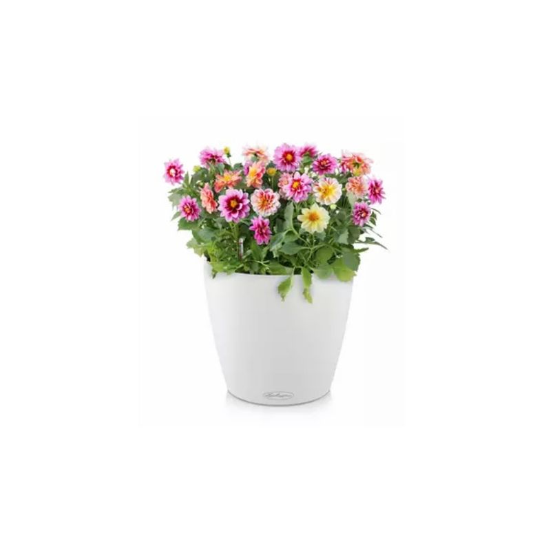 Classico Color Hvid, stor 43 cm
