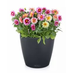 Classico Color Skiffer, stor