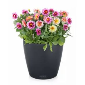 LECHUZA CLASSICO Color Skiffer, stor