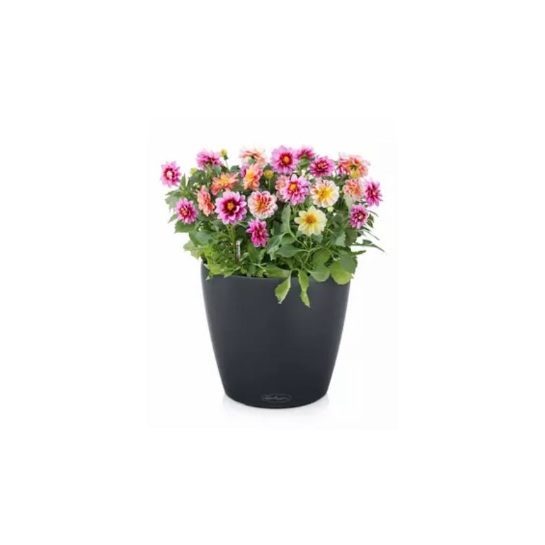 Classico Color Skiffer, stor 60 cm