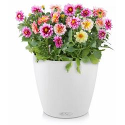 LECHUZA CLASSICO Color Hvid