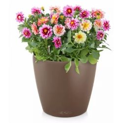 LECHUZA CLASSICO Color Muskat