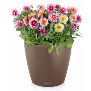 LECHUZA CLASSICO Color Muskat