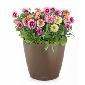 LECHUZA CLASSICO Color Muskat, stor