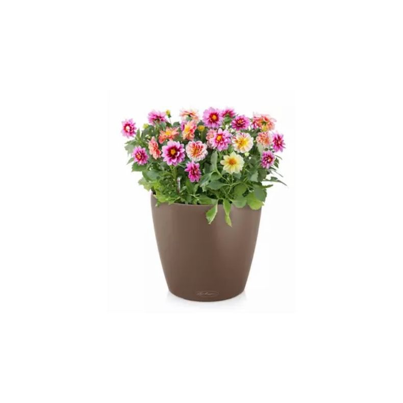 Classico Color Muskat, stor