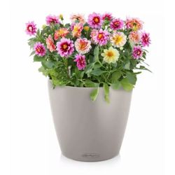 Classico Color Sandbrun, stor