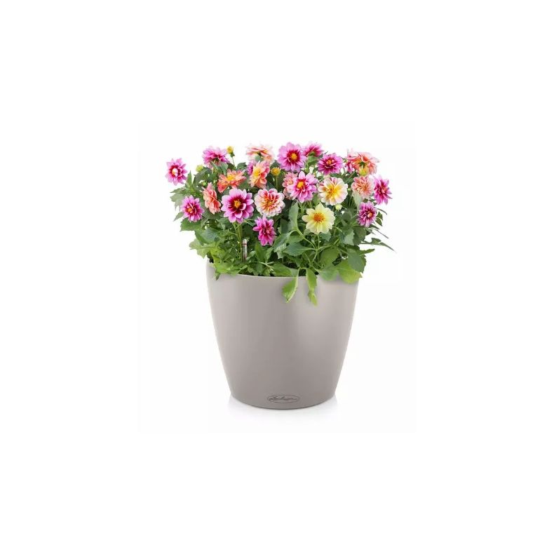 Classico Color Sandbrun, stor