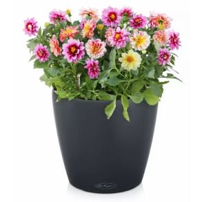 LECHUZA CLASSICO Color Skiffer