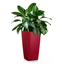 LECHUZA CUBICO Premium rd hjglans