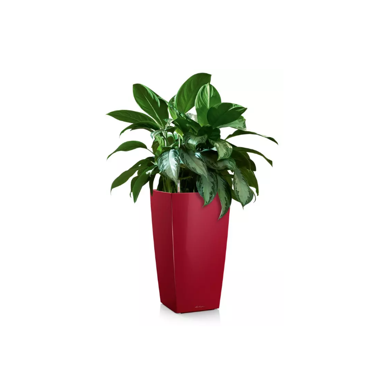 LECHUZA CUBICO Premium rd hjglans