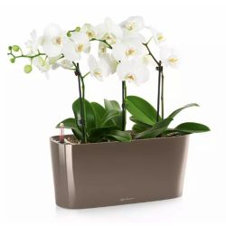 LECHUZA DELTA Grbrun