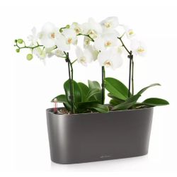 LECHUZA DELTA Koksgr