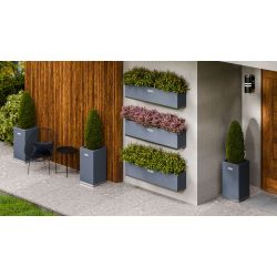 Square Wolf - medium