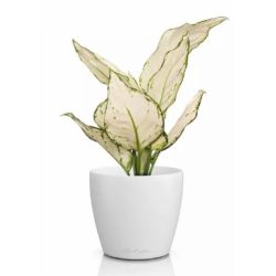 Classico Color Deco - Hvid