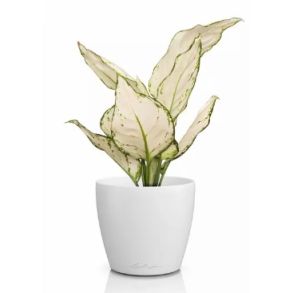 LECHUZA CLASSICO Color Deco - Hvid