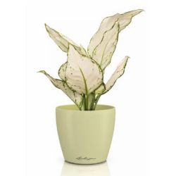 Classico Color Deco - Lind