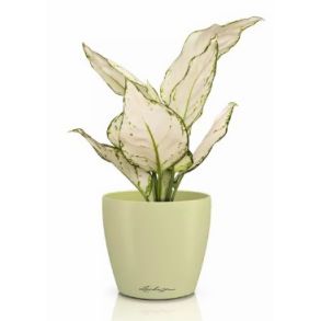 LECHUZA CLASSICO Color Deco - Lind