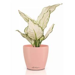 Classico Color Deco - Magnolia