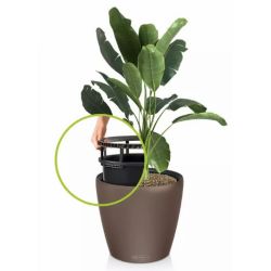 Classico Color LS - Muscat