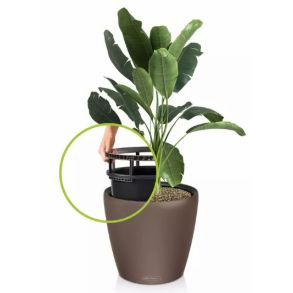 LECHUZA CLASSICO Color LS - Muscat