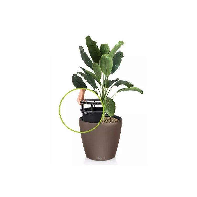 Classico Color LS - Muscat