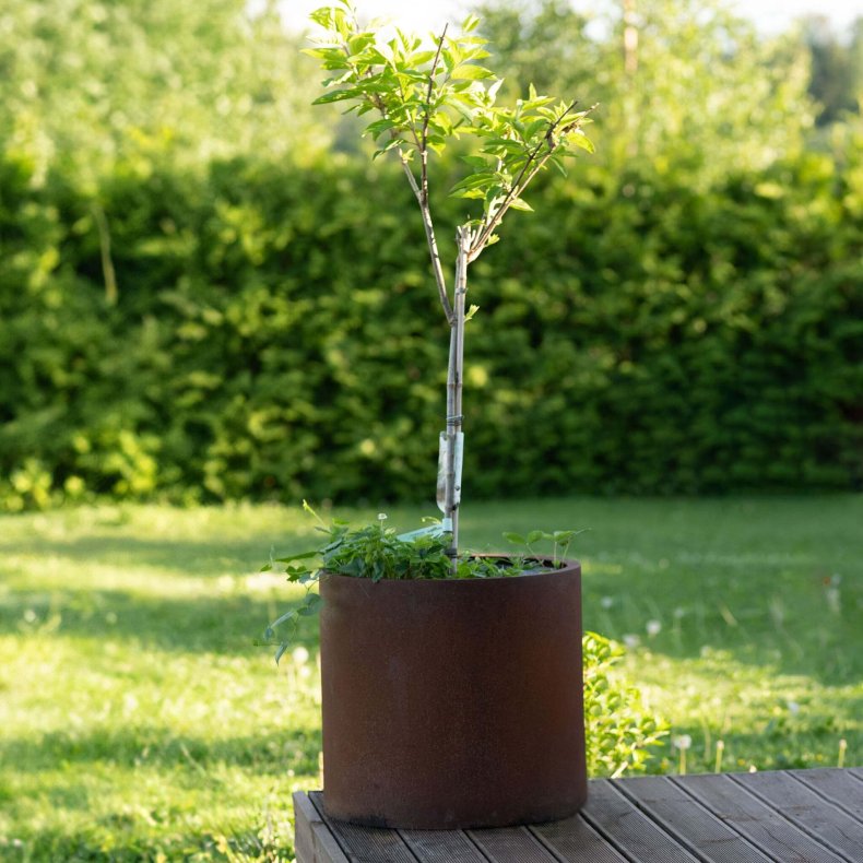 Plantekrukke Myy XXL