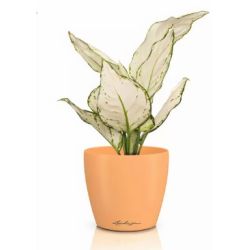 Classico Color Deco - Papaya