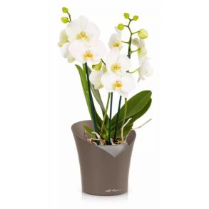 LECHUZA ORCHIDEA Taupe