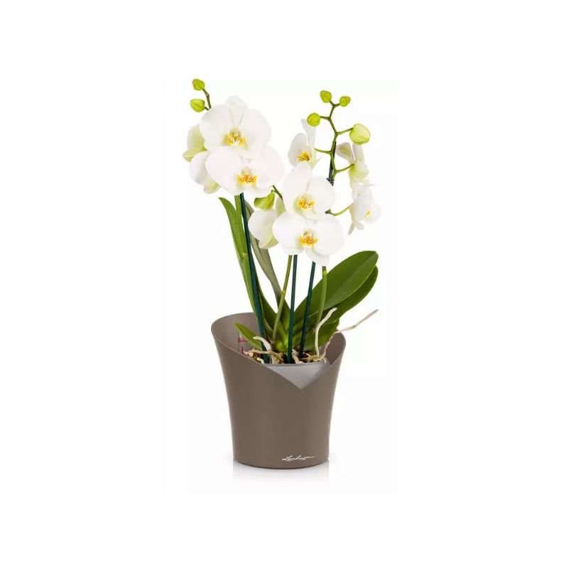 LECHUZA ORCHIDEA Taupe